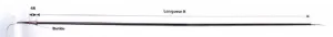 Resistance adaptable sur four  sole Tibiletti 250W 230V Longueur 951mm